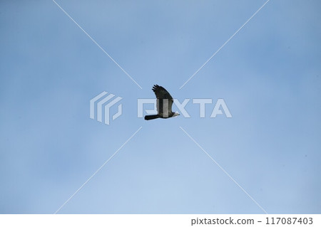 Hachikuma Hachikuma 117087403