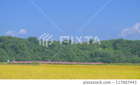 水美綠意盎然的自然王國的水稻種植景觀、以波斯菊為背景的景觀（菊池市吉志市）伊坂區紅蜘蛛花村 117087443