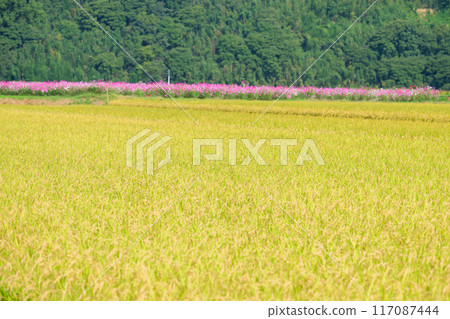 水美綠意盎然的自然王國的水稻種植景觀、以波斯菊為背景的景觀(菊池市吉志市)伊坂區紅蜘蛛花村 水美綠意盎然的自然王國的水稻種植景觀、以波斯菊為背景的景觀(菊池市吉志市)伊坂區紅蜘蛛花村 117087444