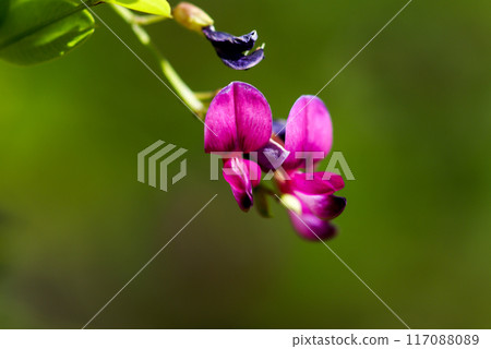 布什三葉草 117088089