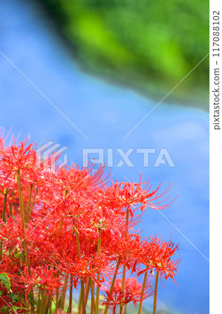 紅蜘蛛百合和在美麗的秋光中流淌的河流的風景（複製空間）（菊池市虛）伊坂區紅蜘蛛花村 117088102