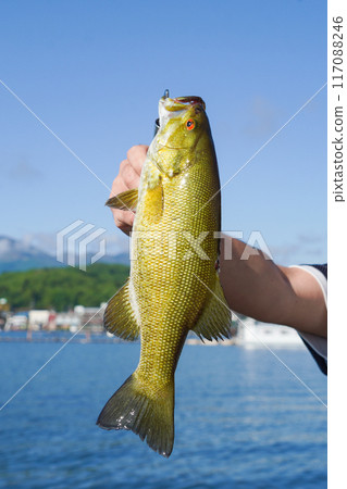 Smallmouth Bass (vertical) Smallmouth Bass (vertical) 117088246