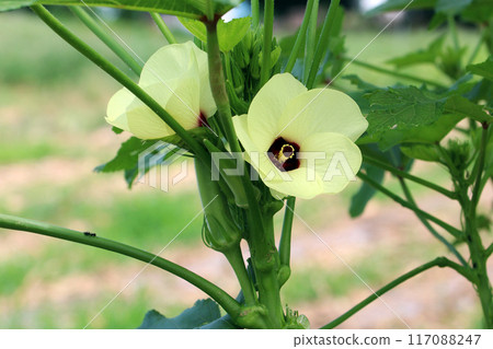 Okra's Flower Okra's Flower 117088247