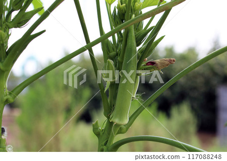 Okra fruit Okra fruit 117088248