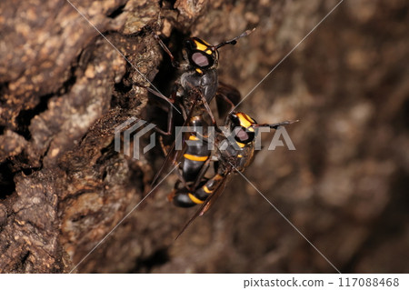 生物、昆蟲、蜜蜂和流淌著汁液的鋸齒橡樹都是人們進食和約會的地方。 117088468