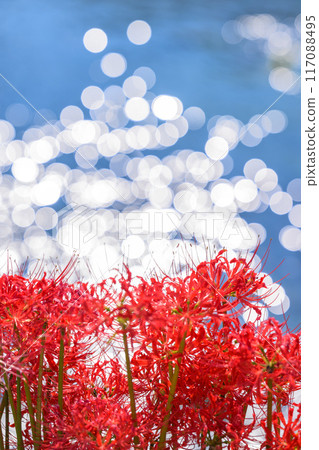 Sparkling red spider lilies shining in the sunlight of a clear autumn day in a beautiful natural kingdom blessed with water and greenery (Kikuchi City Asahi) Red Spider Lily Village, Isaka Ward Sparkling red spider lilies shining in the sunlight of a clear autumn day in a beautiful natural kingdom blessed with water and greenery (Kikuchi City Asahi) Red Spider Lily Village, Isaka Ward 117088495