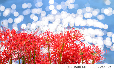 Sparkling red spider lilies shining in the sunlight of a clear autumn day in a beautiful natural kingdom blessed with water and greenery (Kikuchi City Asahi) Red Spider Lily Village, Isaka Ward Sparkling red spider lilies shining in the sunlight of a clear autumn day in a beautiful natural kingdom blessed with water and greenery (Kikuchi City Asahi) Red Spider Lily Village, Isaka Ward 117088496