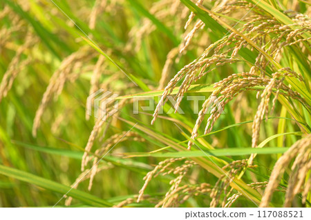 水美綠意盎然的自然王國中的稻米種植（近景）（菊地市吉志市）伊坂區紅蜘蛛花村 117088521