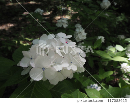 White flowers of hydrangea (beni temari) blooming in Rikugien Garden White flowers of hydrangea (beni temari) blooming in Rikugien Garden 117088615