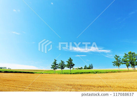 Hokkaido Summer blue sky and Biei scenery (Mild Seven Hills) 117088637