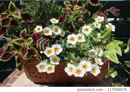 Calibraco Cappuccino flower arrangement 117088676