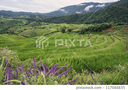 Stepped rice terrace at BAAN BONG PEANG, Maecham, Chiangmai, Thailand 117088835