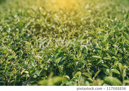 Top of Green tea leaf in the morning, tea plantation. Green tea bud and leaves. Top of Green tea leaf in the morning, tea plantation. Green tea bud and leaves. 117088836