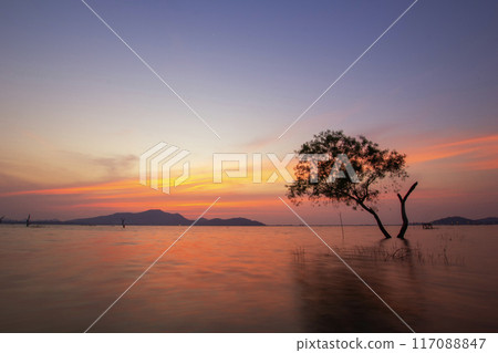 Lonely tree at sunset twilight in the middle of the lake. Death trees are in the lake of thailand. 117088847