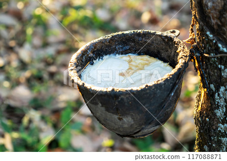 Gardener tapping latex rubber tree. Rubber Latex extracted from rubber tree. 117088871