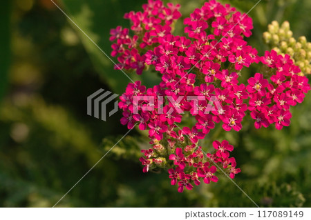 花園裡的歐蓍草(Achillea)粉紅色的花朵 花園裡的歐蓍草(Achillea)粉紅色的花朵 117089149