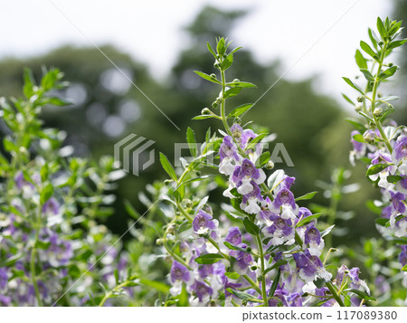 Angelonia in the summer flower bed 117089380