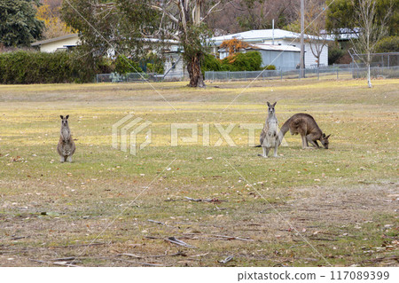 Australian Kangaroos relaxing in a grassy field in the Snowy Mountains Australian Kangaroos relaxing in a grassy field in the Snowy Mountains 117089399