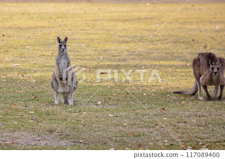 Australian Kangaroos relaxing in a grassy field in the Snowy Mountains 117089400