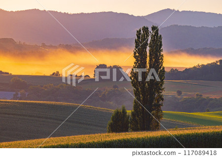 Sunset and poplars 117089418