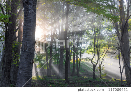 The morning sun that plugs into the forest 117089431