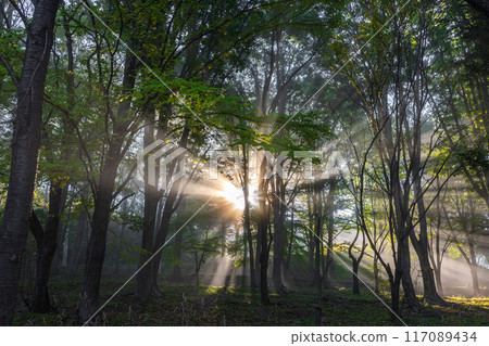 The morning sun that plugs into the forest The morning sun that plugs into the forest 117089434