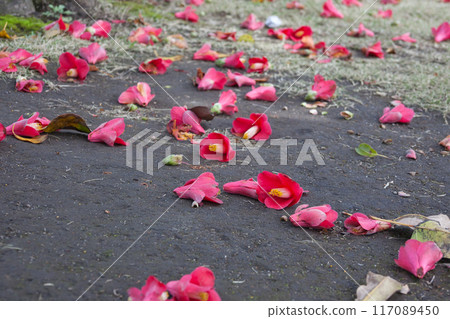 Tsubaki fallen 117089450