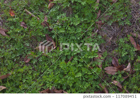 Spring mugwort 117089451