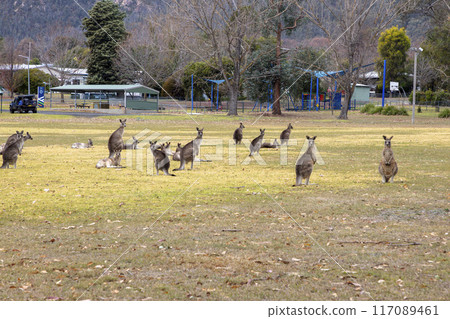 Australian Kangaroos relaxing in a large grassy field in the Snowy Mountains Australian Kangaroos relaxing in a large grassy field in the Snowy Mountains 117089461