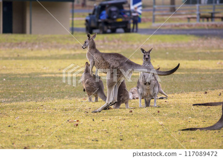 Australian Kangaroos hopping across a grassy field in the Snowy Mountains Australian Kangaroos hopping across a grassy field in the Snowy Mountains 117089472