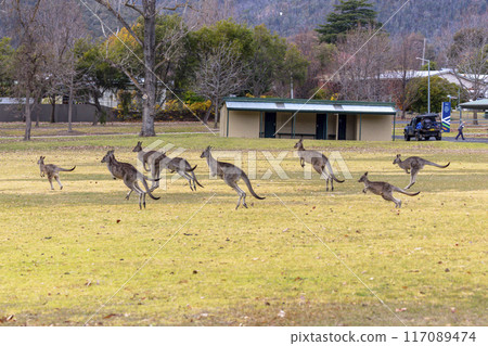 Australian Kangaroos hopping across a grassy field in the Snowy Mountains 117089474