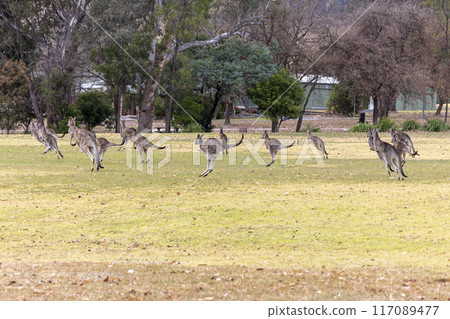 Australian Kangaroos hopping across a grassy field in the Snowy Mountains Australian Kangaroos hopping across a grassy field in the Snowy Mountains 117089477
