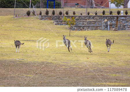 Australian Kangaroos hopping across a grassy field in the Snowy Mountains 117089478
