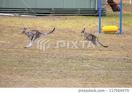Australian Kangaroos hopping across a grassy field in the Snowy Mountains 117089479