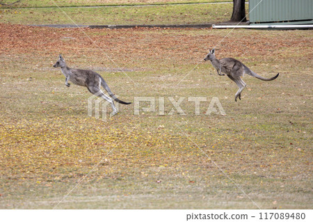 Australian Kangaroos hopping across a grassy field in the Snowy Mountains Australian Kangaroos hopping across a grassy field in the Snowy Mountains 117089480