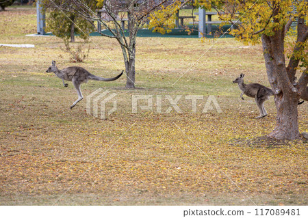 Australian Kangaroos hopping across a grassy field in the Snowy Mountains Australian Kangaroos hopping across a grassy field in the Snowy Mountains 117089481
