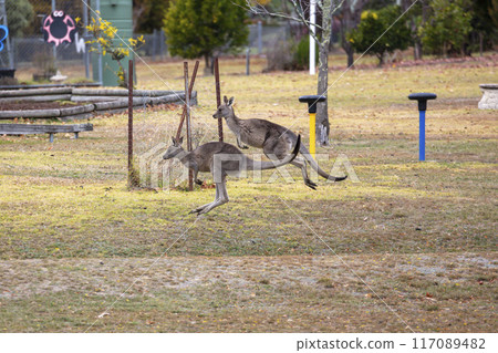 Australian Kangaroos hopping across a grassy field in the Snowy Mountains Australian Kangaroos hopping across a grassy field in the Snowy Mountains 117089482