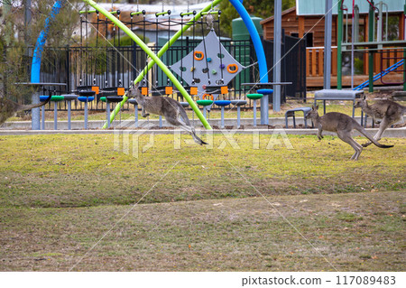 Australian Kangaroos hopping across a grassy field in the Snowy Mountains Australian Kangaroos hopping across a grassy field in the Snowy Mountains 117089483