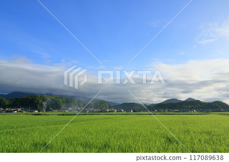Summer rice fields and blue sky Summer rice fields and blue sky 117089638