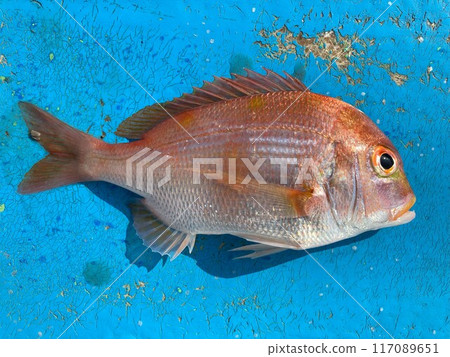 我釣到了一條紅鯛魚 我釣到了一條黃鰭鯛。 117089651