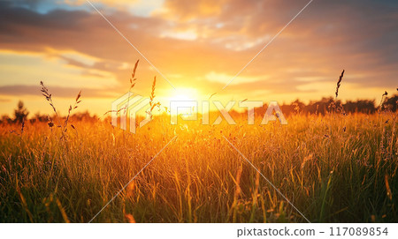 夕陽下的草地 夕陽下的草地 117089854