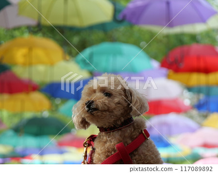 Toy poodle with an umbrella Toy poodle with an umbrella 117089892
