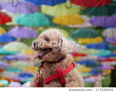 玩具貴賓犬在藍天上行走 117089894