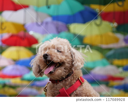 帶傘的玩具貴賓犬 帶傘的玩具貴賓犬 117089928