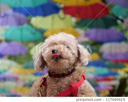 帶傘的玩具貴賓犬 帶傘的玩具貴賓犬 117089929