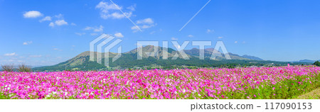 A vast field of cosmos with the spectacular view of Mount Aso in the background - Panoramic view "Minamiaso Roadside Station Aso-no-Sato Kugino" A vast field of cosmos with the spectacular view of Mount Aso in the background - Panoramic view "Minamiaso Roadside Station Aso-no-Sato Kugino" 117090153