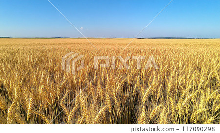 Golden wheat and vast blue sky Golden wheat and vast blue sky 117090298