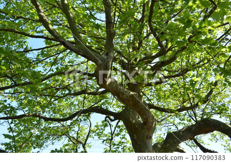 Platanus tree 117090383