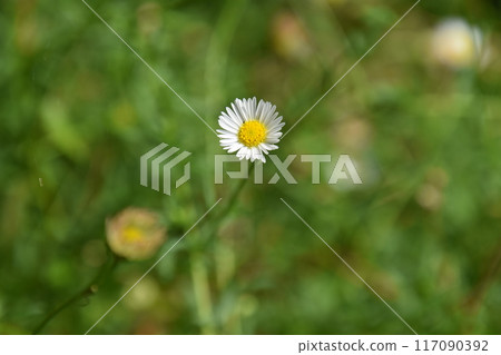 Yamadaike Park 117090392