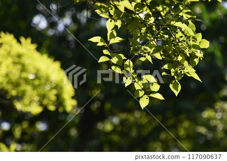 Yamadaike Park 117090637